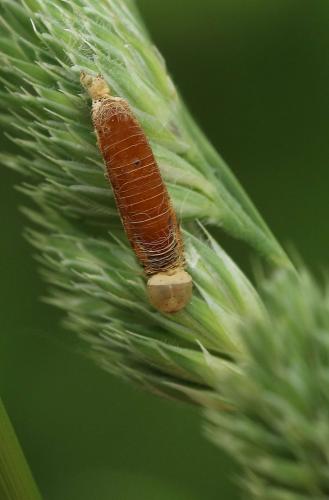 Réf. 186 557 : Aleiodes sp.